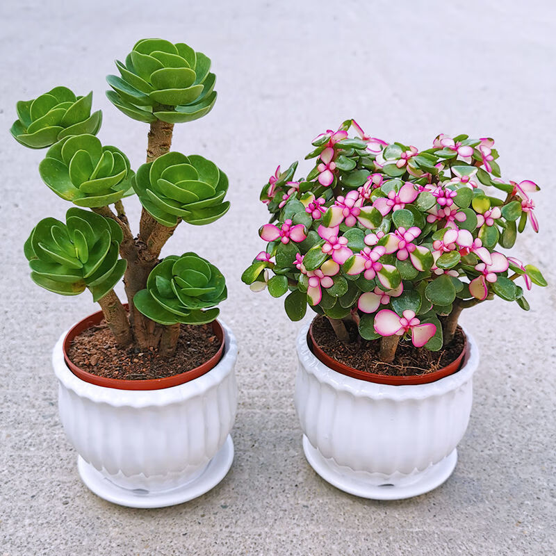 金钱滚滚多肉植物盆栽室内绿植花卉客厅桌面好养植物懒人花金钱滚滚