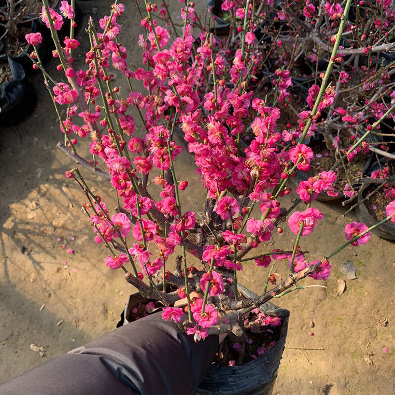 腊梅花盆景朱砂梅带花苞浓香型耐寒植物四季庭院红梅花苗 6年腊梅