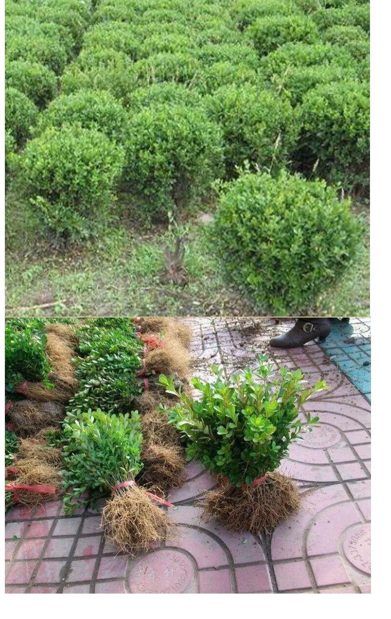 黄杨苗树苗黄杨球小叶黄杨瓜子黄杨小苗四季常青耐阴常绿庭院绿篱