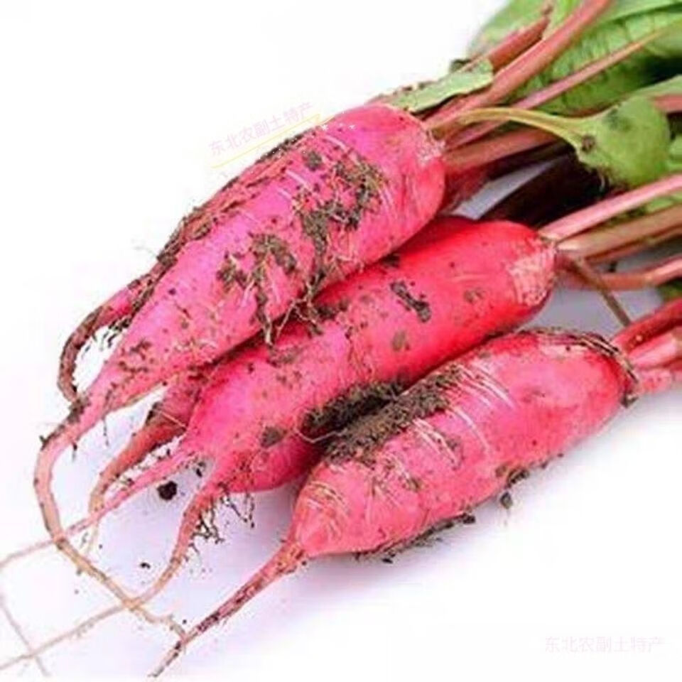 水萝卜新鲜蔬菜东北特产小萝卜农家肥红皮白心萝卜500g 1斤
