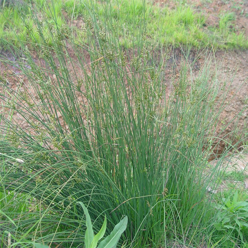 灯心草苗水葱草灯芯草苗盆栽植物野生龙须草苗z2状苗1斤不含盆