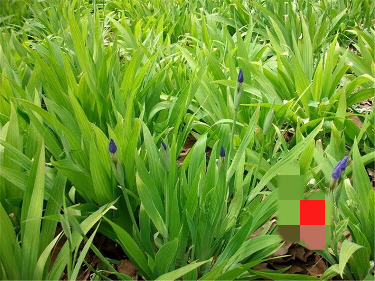 鸢尾花 庭院别墅花园植物蓝花鸢尾苗盆栽马兰花苗草本地栽多年生喜阴