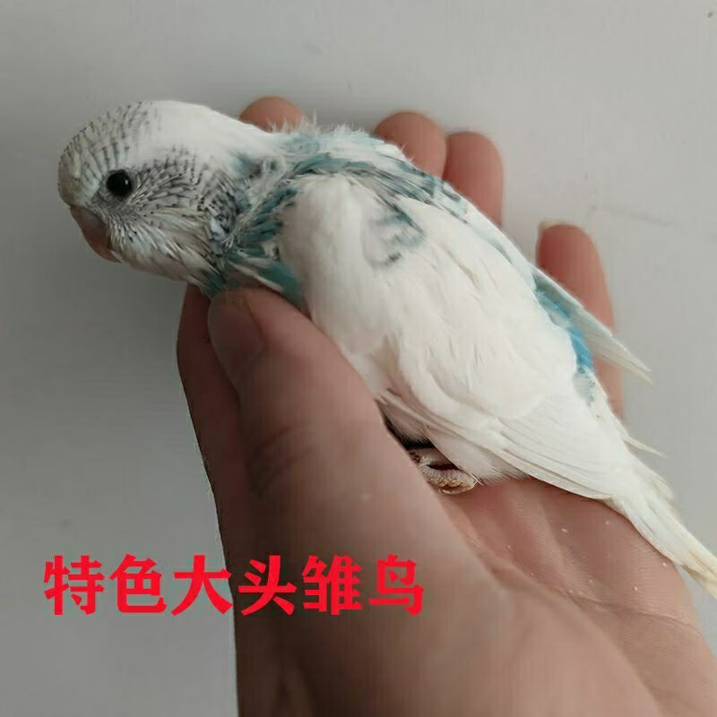 【京选推荐】鹦鹉活玄凤鸟15-30天雏鸟特色牡丹雏鸟大头虎皮半毛手养