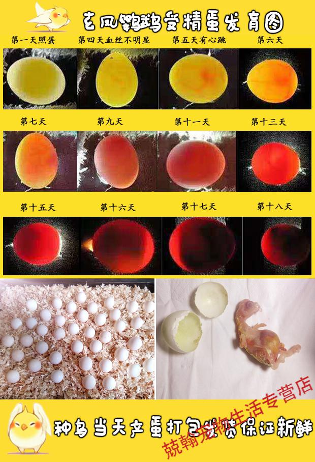 玄凤受精蛋鸟蛋可人工孵化玄风宠物鹦鹉虎皮原始手养鸟种蛋 虎皮种蛋3