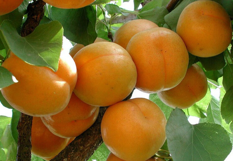 【顺丰/礼盒装】北寨红杏整箱5斤 北京平谷大杏子酸甜杏现摘新鲜水果