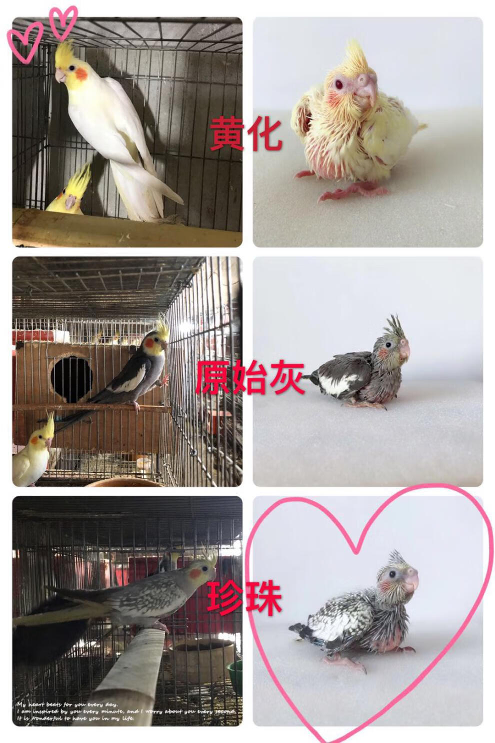 手养鸟 雏鸟 幼鸟活体 人工喂养 玄风 半毛鸟 鹦鹉鱼