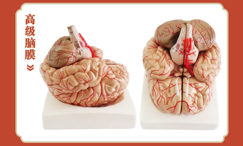 2021新款人体器官解剖模型大脑结构层次模块医院学校教学演示摆件可
