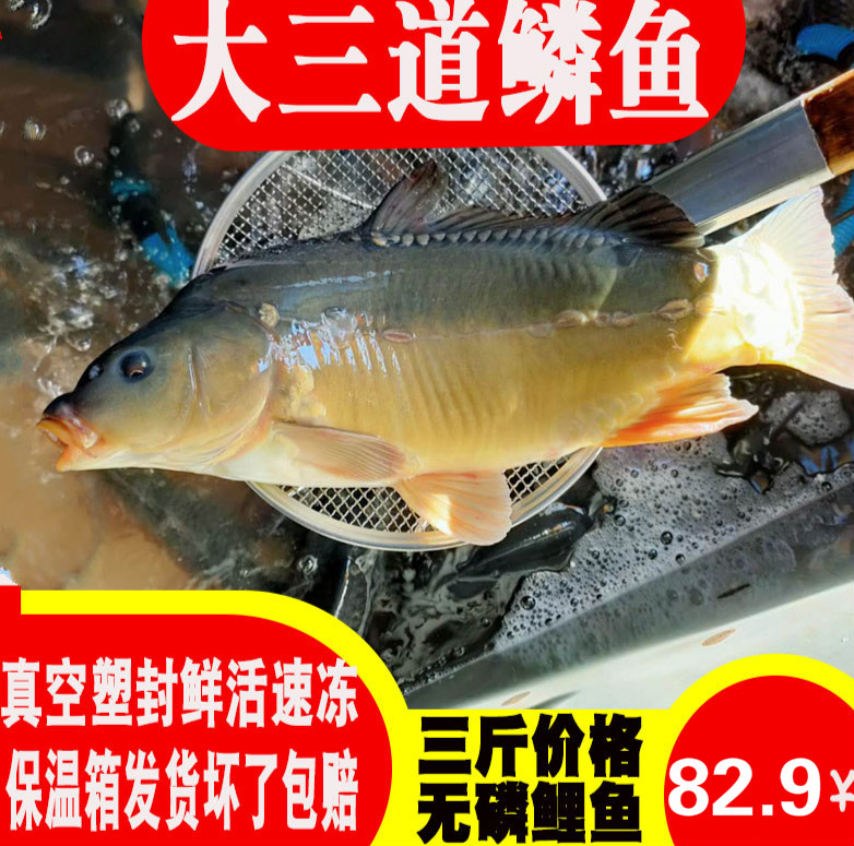 东北松花江特产斑鲤鱼光鲤鱼无鳞鱼鲜活速冻三道鳞鱼淡水鱼类3斤