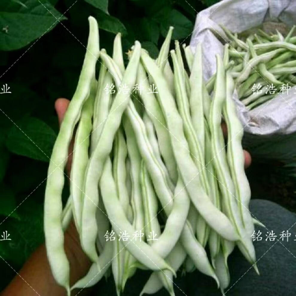 九粒白芸豆种子老来俏芸豆 架豆种籽条长肉厚芸豆春秋播 蔬菜种子