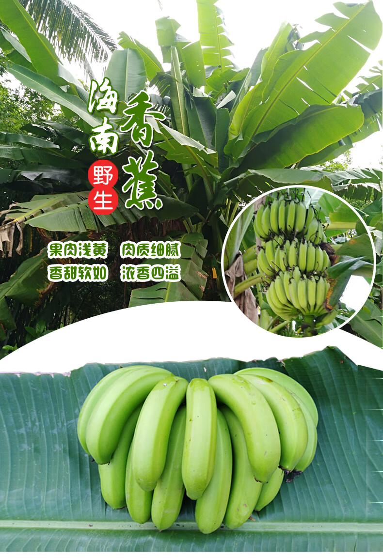 5斤装 海南香蕉 青皮 芽蕉 水果海南青香蕉