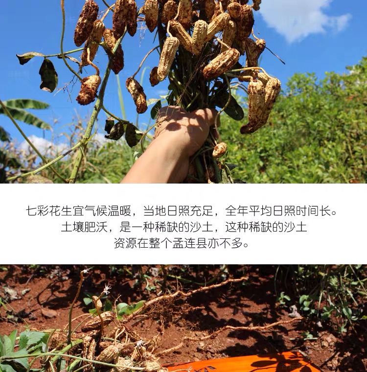 云南七彩花生云南花生带壳七彩野地花生生食带壳花生500g