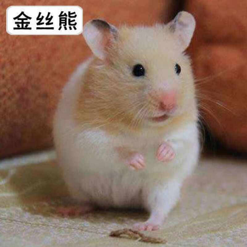 京选推荐仓鼠宠物一只情侣一对紫仓三线银狐布丁金丝熊好养可爱包活小