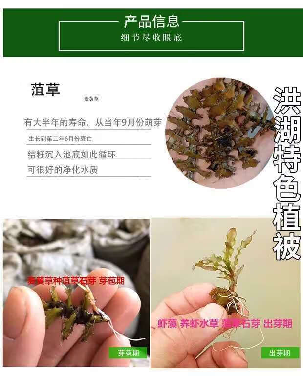 菹草种籽麦黄草种子虾藻石芽鱼缸造景养殖小龙虾专用水草增氧植物菹草