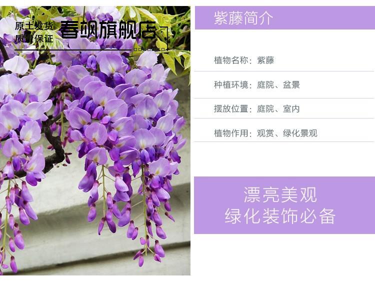 紫藤苗 紫藤花 多花紫藤树苗 白玉藤室内阳台种植紫藤