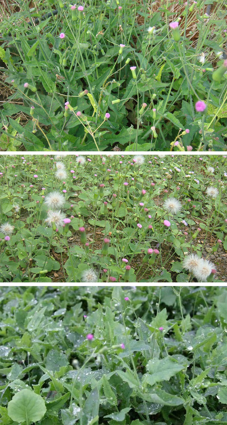 一点红种子叶下红野菜中草药材羊蹄草籽春秋四季野生盆栽蔬菜种孑一点