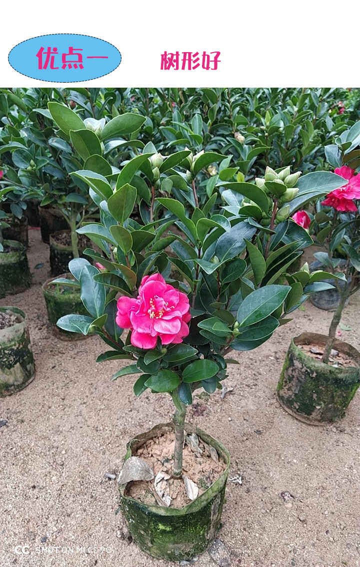 花卉盆栽福建包对版四季茶花花草林木种植庭院树风景树开花茶花 谢作