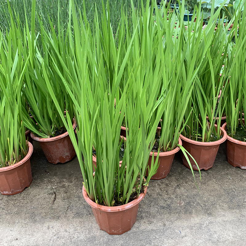 苗水生植物香室外池塘观赏造景蒲剑阳台盆栽驱蚊水生菖蒲不含盆