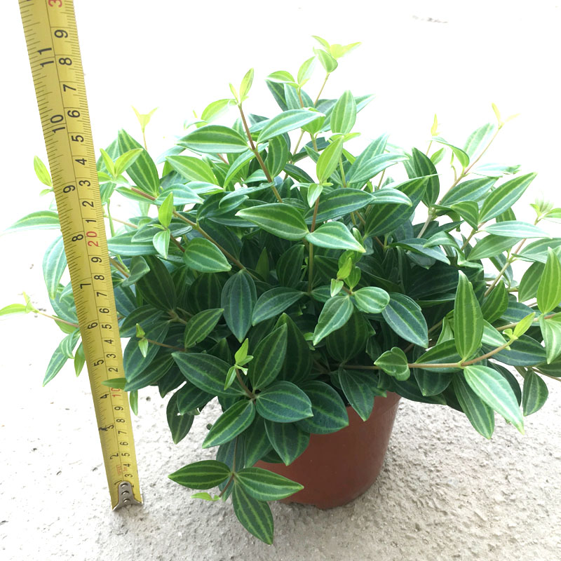 钻石翡翠小盆栽白脉椒草室内卧室吊兰植物净化空气吸四季常青钻石翡翠