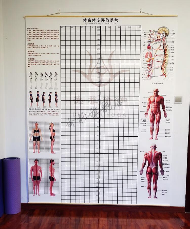 体态评估网格图体态评估表挂式贴式体测健身房瑜伽馆私教身高臂展网格