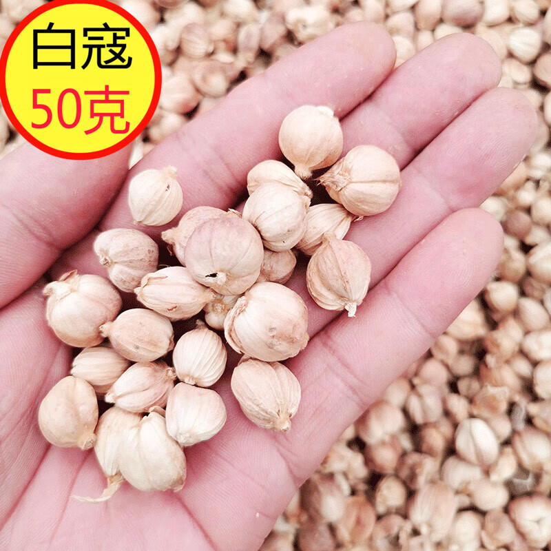 白豆蔻50g香料调料佐料大全白豆寇白扣火锅炖肉烧肉白蔻仁粉