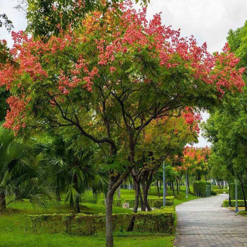 花姬栾树树苗栾树大树苗庭院风景树北京栾树黄山栾树绿化苗木栾树苗