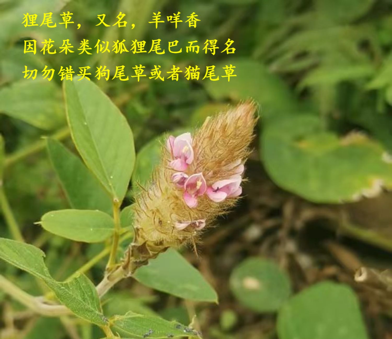 亏本卖啦狸尾草植物羊咩香羊咩草苗族瑶族大山采摘后户外晒干煲茶煲汤