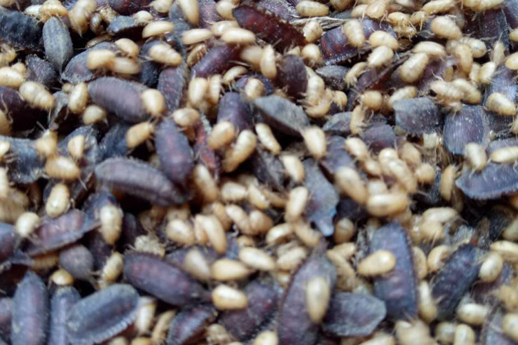 康中尊土元卵块地鳖虫土鳖虫卵鞘出虫率高新鲜土元卵种500克