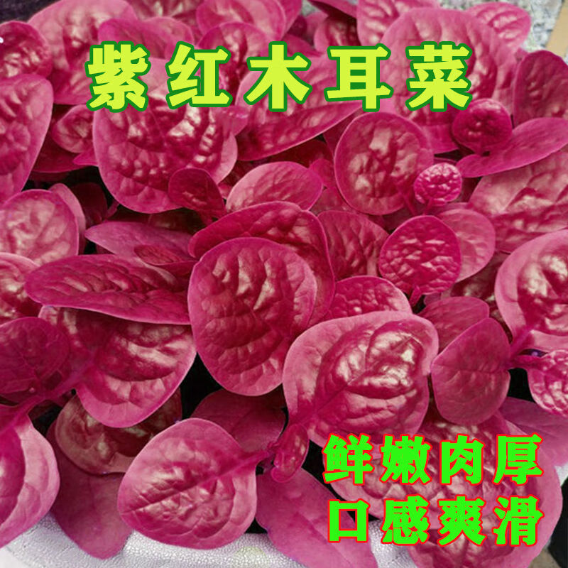 木耳菜种子高产木耳菜红木耳菜蔬菜种子阳台易活四季种植 300粒 紫红