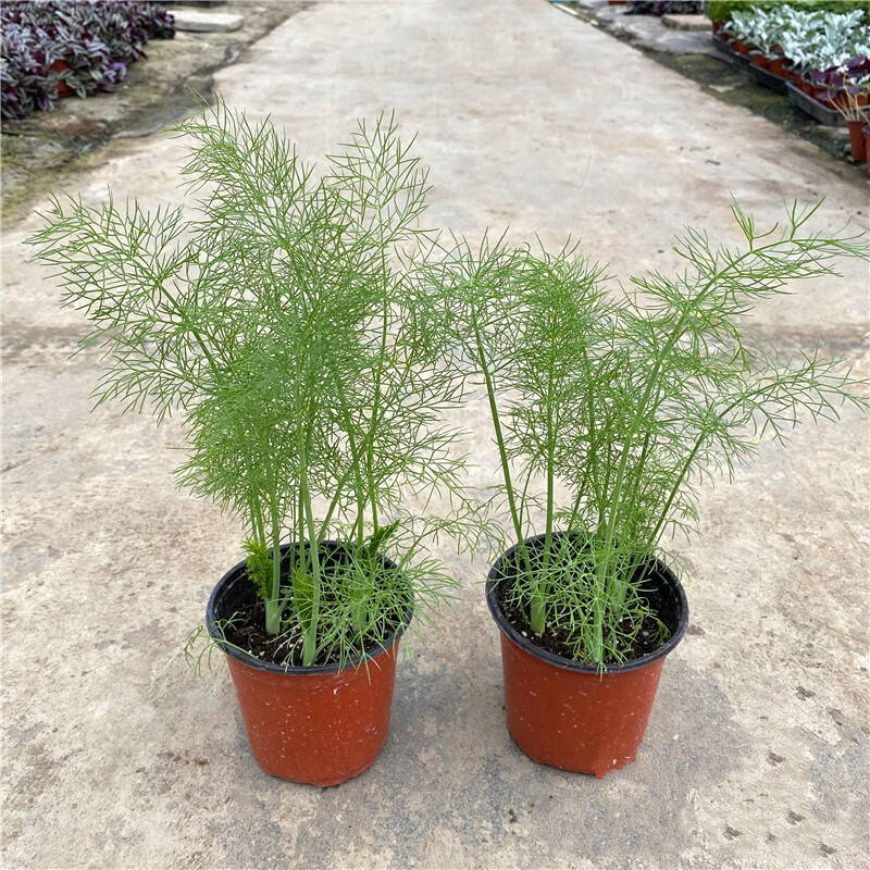 茴香盆栽 莳萝怀香苗 洋茴香dill 西餐香料 调味香草 茴香1盆-12cm
