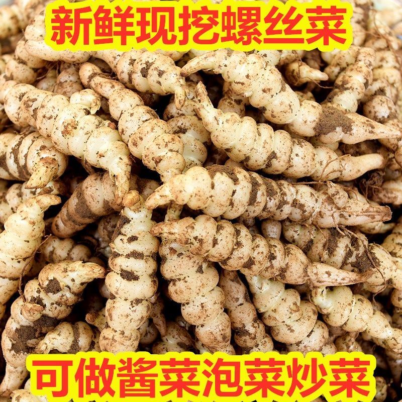 新鲜螺丝菜宝塔菜地牯牛地虫甘露子洋姜农家蔬泡酱菜炒菜现挖现发