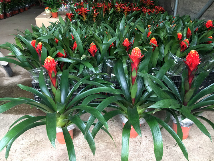 凤梨花盆栽火炬鸿运当头植物发财幸福树室内客厅乔迁开业佳品火炬花叶
