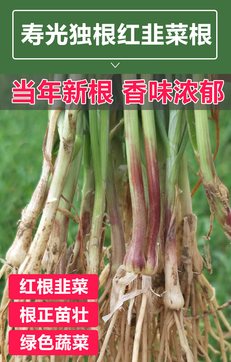 红根粗韭菜根200棵 送2包50克有机肥 裸根不带土