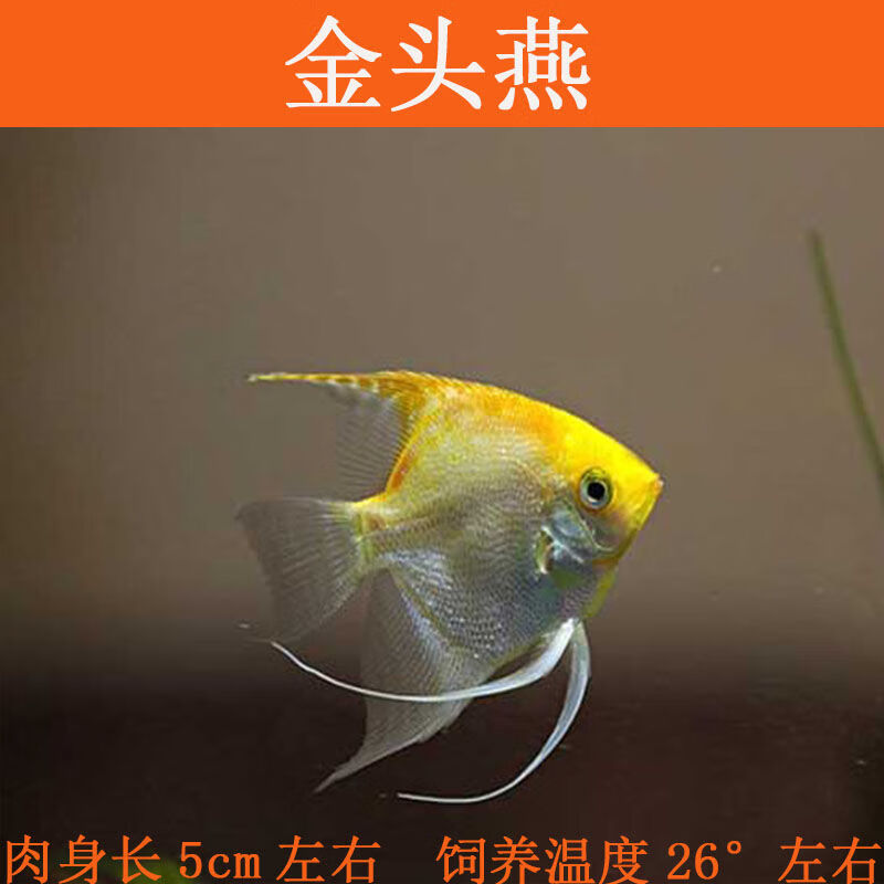 京选推荐观赏鱼神仙鱼燕鱼秘鲁燕鱼鱼苗活包活宠物套餐天使鱼热带鱼