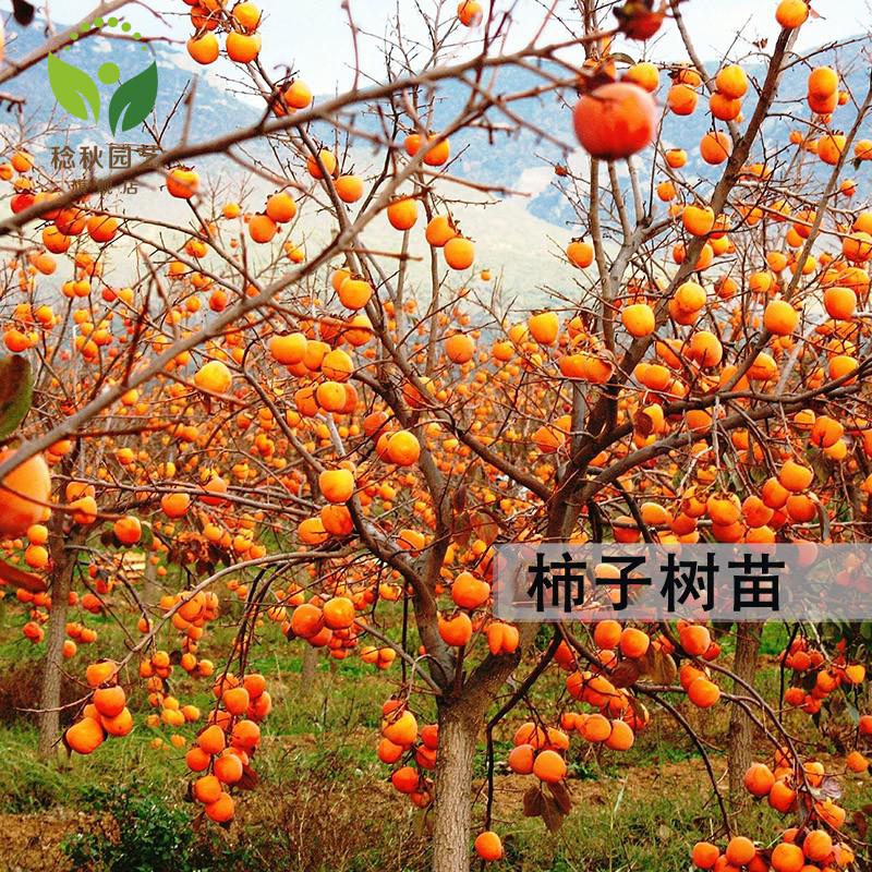 北方种植果树苗无核柿子苗日本甜柿子苗野生油柿子4年苗【当年结果】>