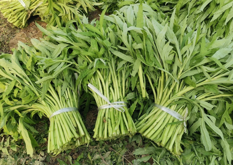 原产地发货江西鄱阳湖藜蒿藜蒿新鲜带叶芦蒿农家篱蒿炒腊肉去根蔬菜现