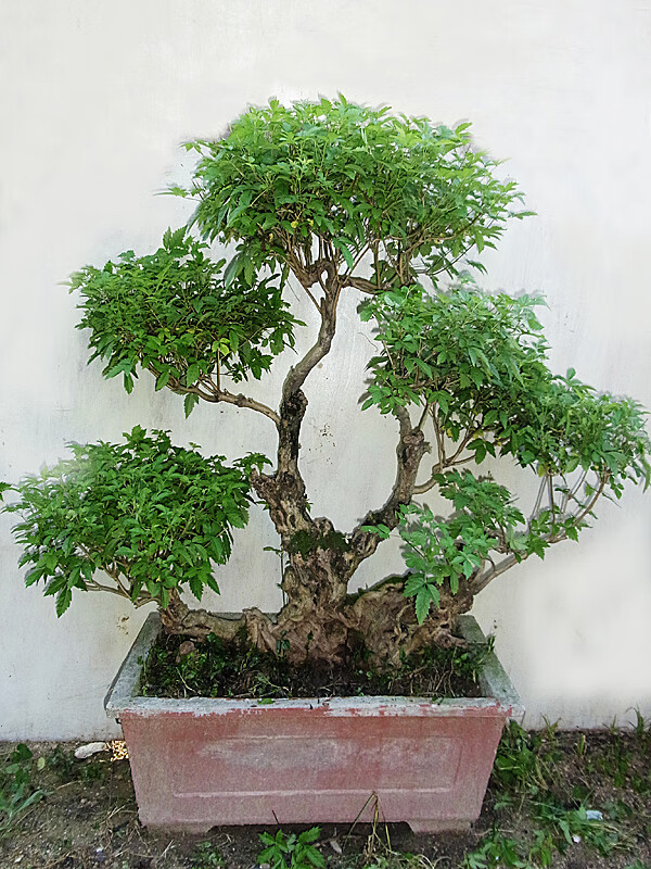 腾跃盆景树桩室内绿植黄荆桩花卉盆景办公室盆栽庭院植物论斤ty210斤