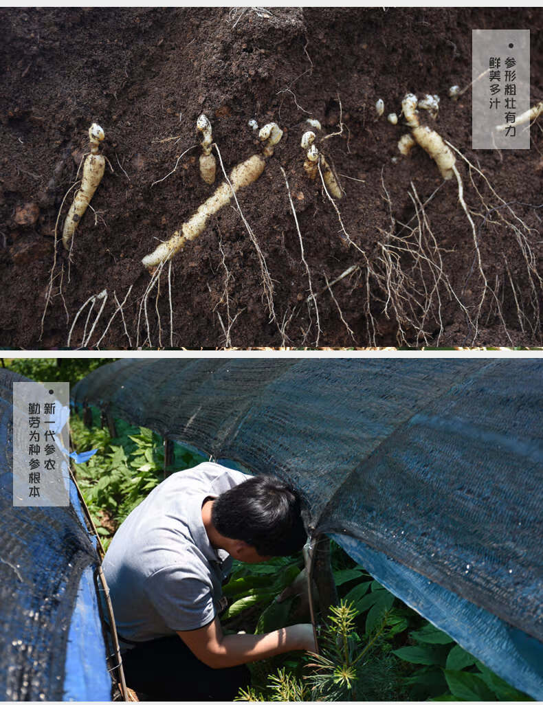 小人参煲汤鲜参苗新鲜人叁小鲜人参长白山野山参苗小参泡酒参草参 250