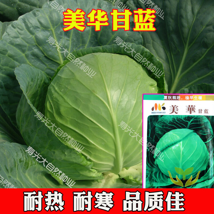 美华甘蓝种子包菜卷心菜种籽夏秋季越冬青菜籽耐热耐寒蔬菜种孑籽