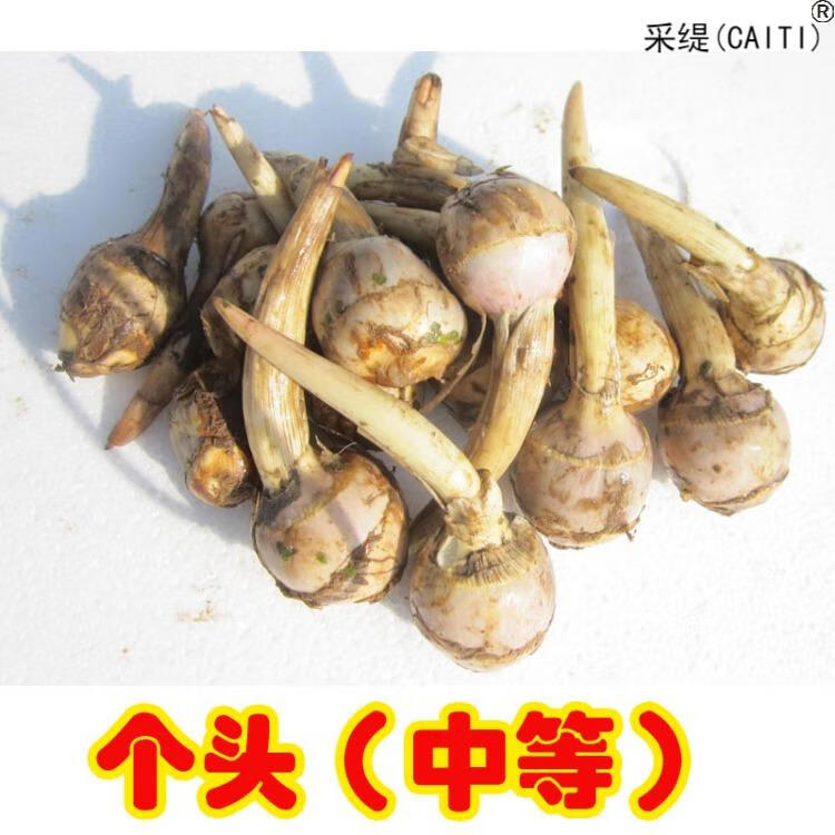 新鲜江苏淮安圆茨菇次姑紫茨菰5斤个大白马蹄芽菇燕尾草燕尾菇白地果
