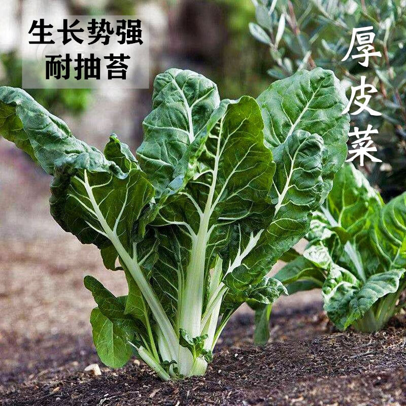 橦昀岫牛皮菜种籽重庆厚皮菜种子菜园四季播种根达菜蔬菜四川牛皮菜籽