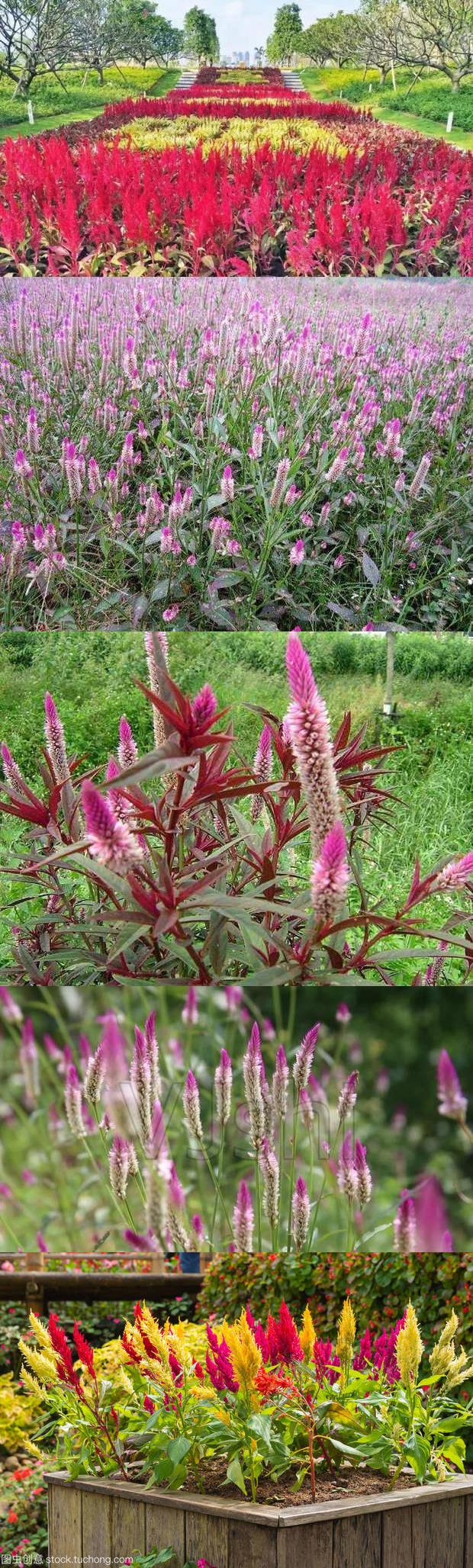 青葙子种子青葙野鸡冠花狗尾草鸡冠苋大尾绿植牛尾花子中草药鸡冠花