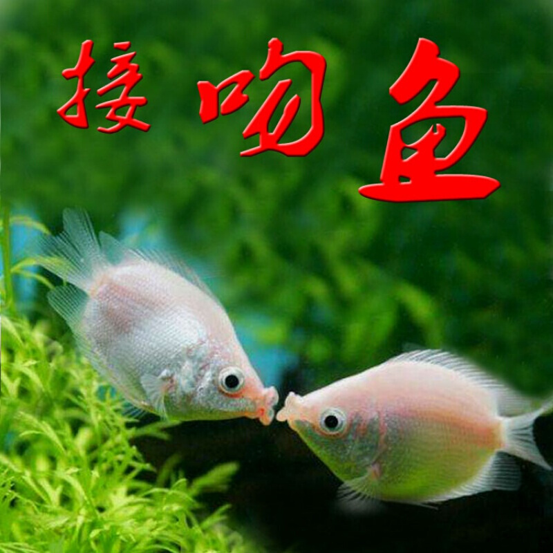 【店铺推荐】观赏鱼活体接吻鱼活体亲嘴鱼淡水热带鱼小型鱼草缸鱼宠物