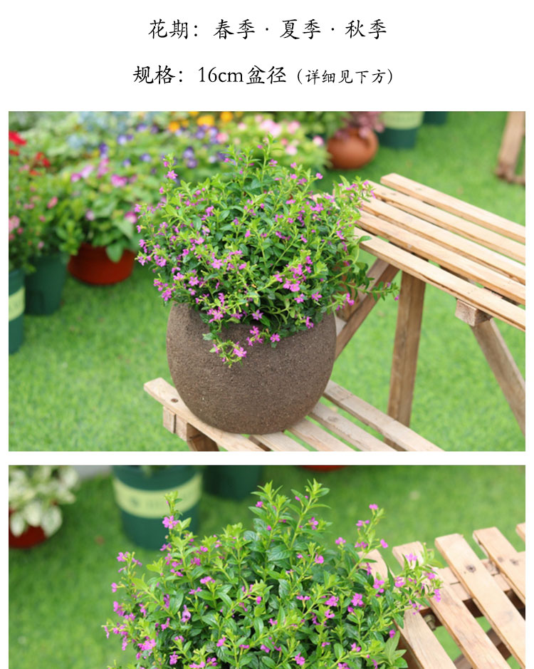 阳台花卉室外花园植物 萼距花细叶雪茄花常青四季开花 紫花满天星【1