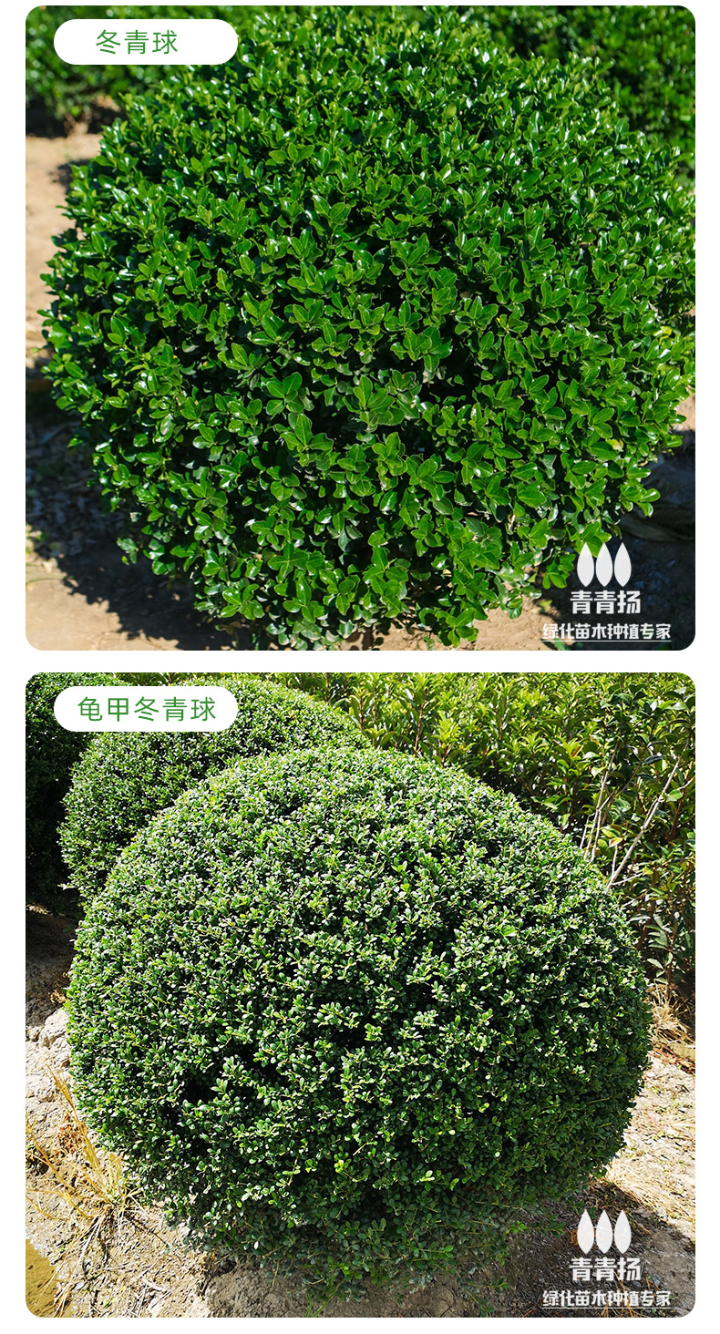 黄杨树 大叶黄杨球树苗球形龟甲冬青球小叶瓜子室外园林庭院绿化植物