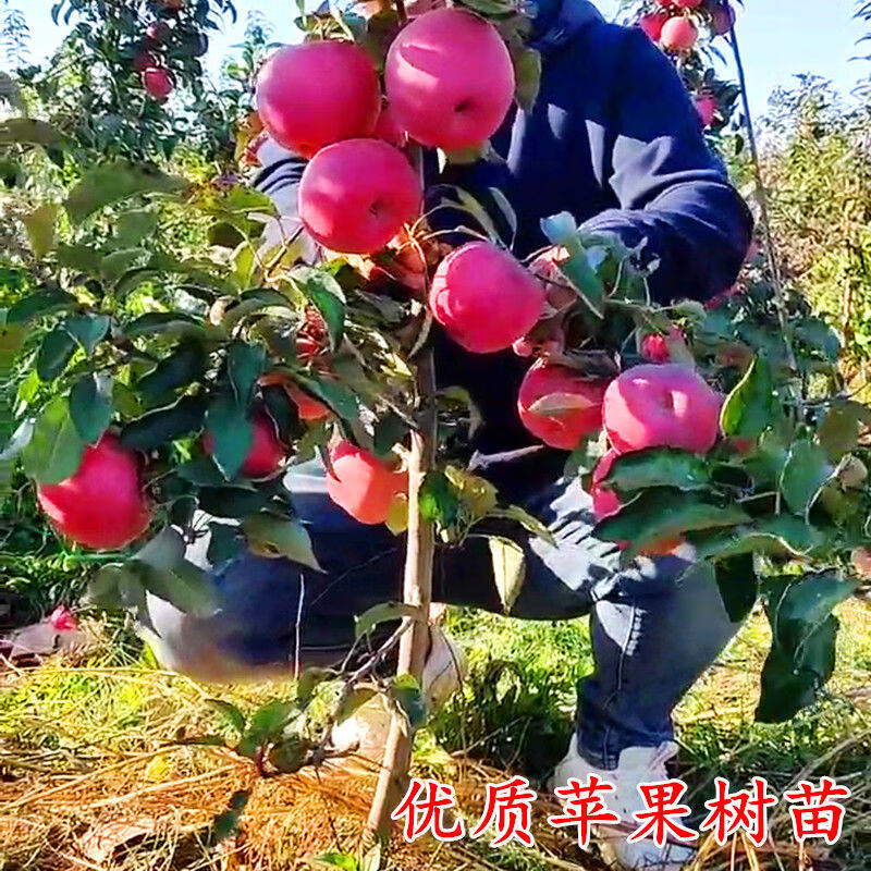 柏农嫁接苹果树苗红富士苹果苗地载庭院南方北方种植当年结果黑钻5年