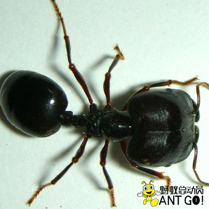 店铺推荐全异巨首蚁盲切叶蚁活体蚂蚁世界工坊科普3后1500工