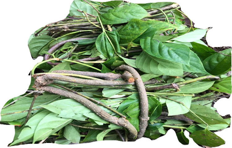 断肠草新鲜断肠草大茶藤胡蔓藤钩吻益补萃500克