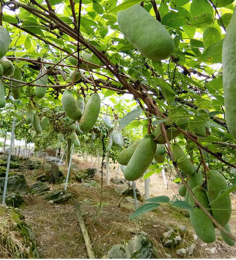 八月瓜 果树苗当年结果野生八月瓜苗四季种植南方八月炸树苗 6年壮苗