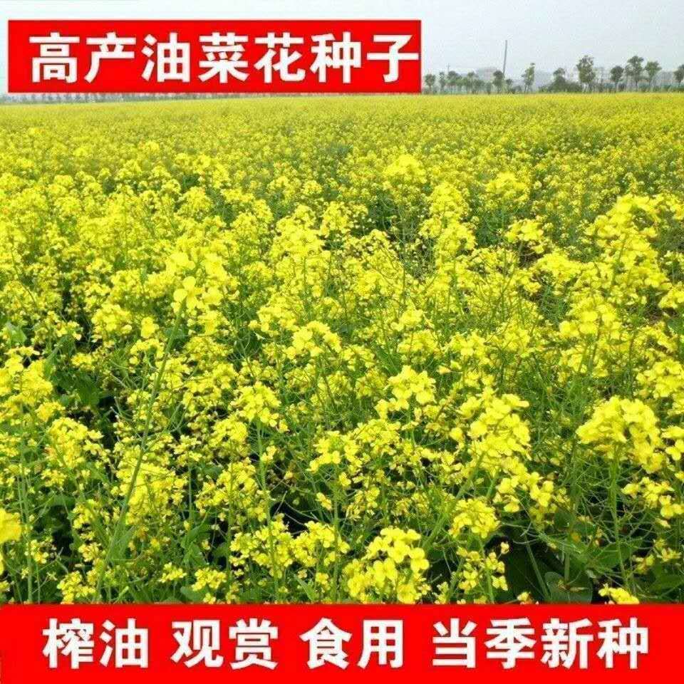 高产千斤王油菜籽老品种油菜种子榨油观赏菜籽早熟938油菜高产千斤王