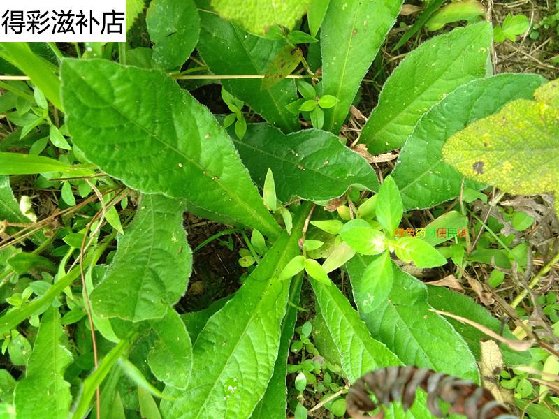 康中尊野生药材地胆草草鞋根草鞋底磨地胆理肺散牛吃埔牛托鼻毛刷子干